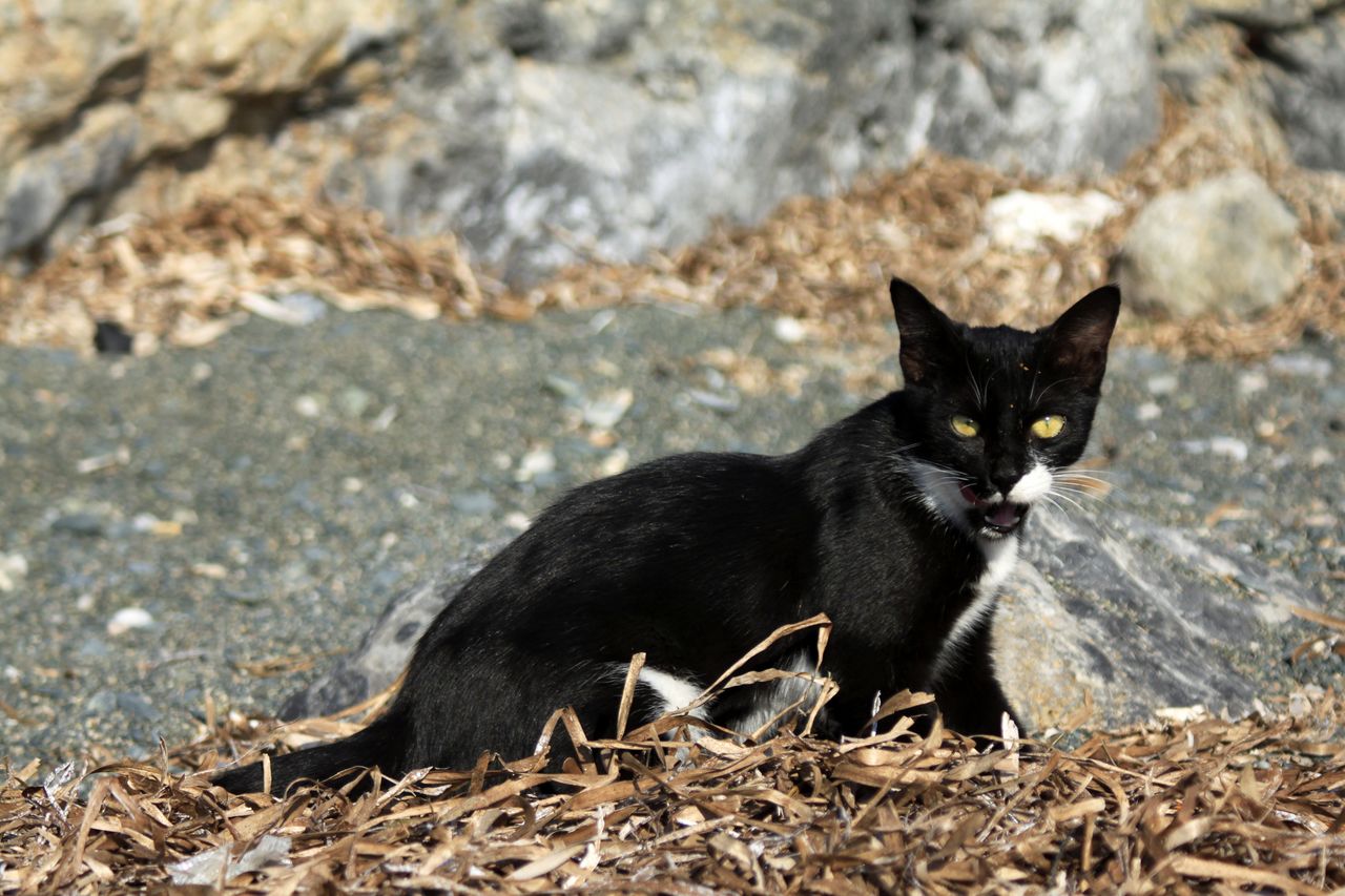 Greece - a wild cat in Kalymnos 01