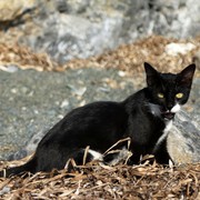 Greece - a wild cat in Kalymnos 01