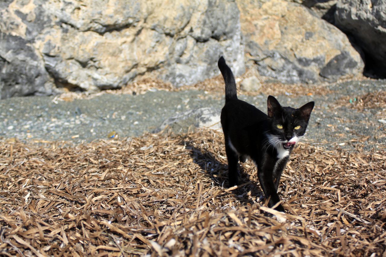 Greece - a wild cat in Kalymnos 02