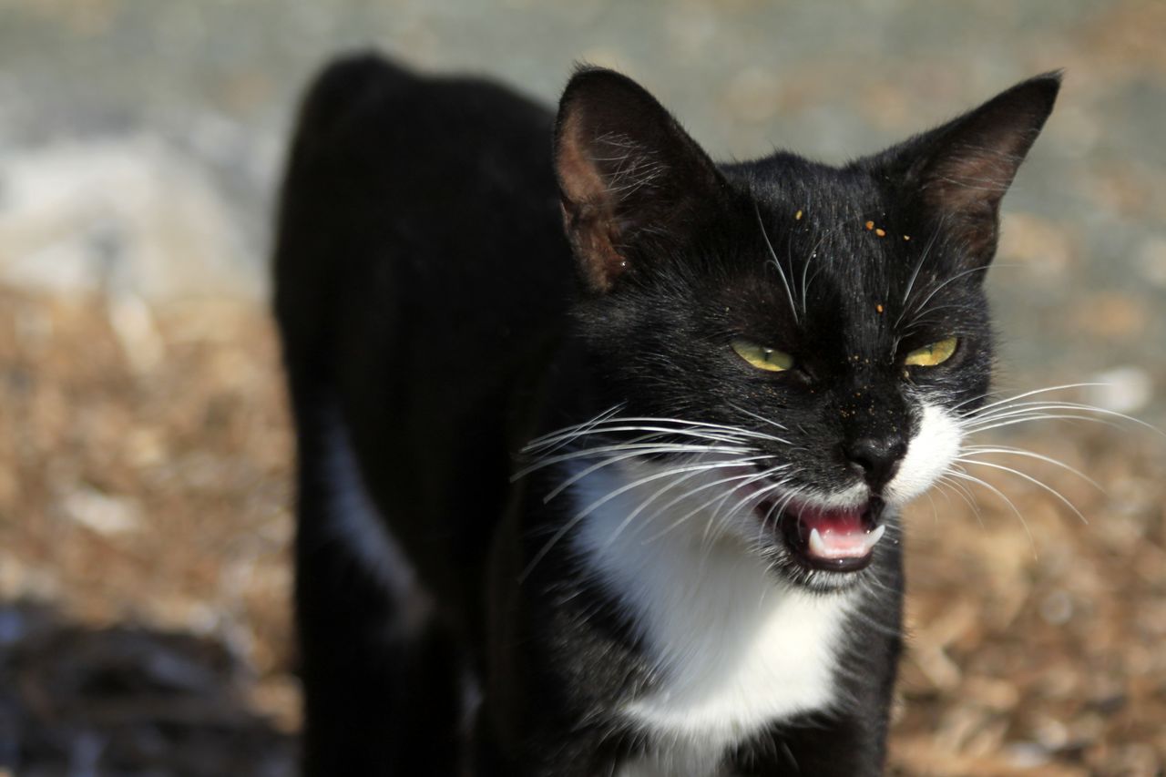 Greece - a wild cat in Kalymnos 03