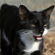 Greece - a wild cat in Kalymnos 03