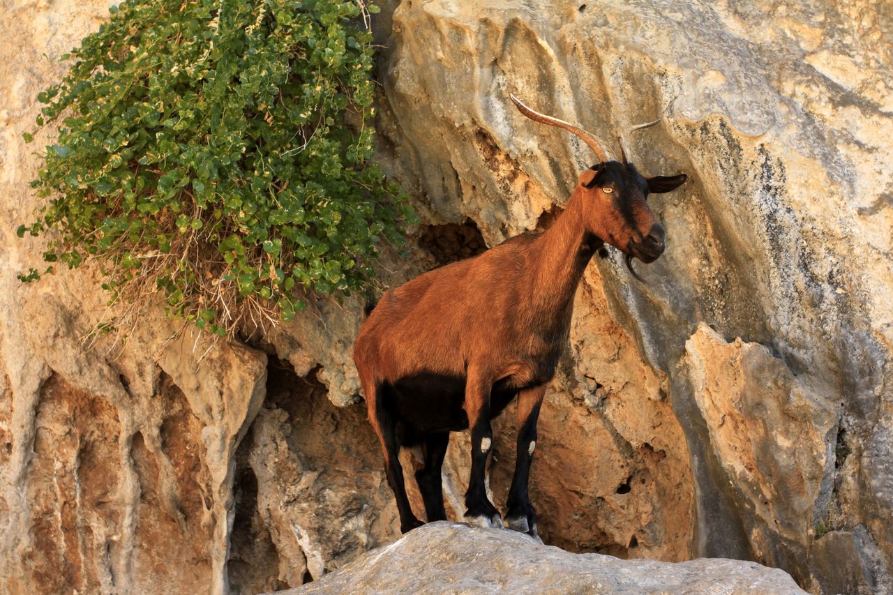 Greece - a Kalymnos goat