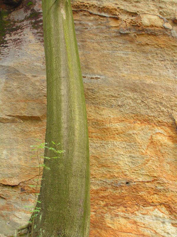 Czechia - climbing in the Elbe Sandstone 63