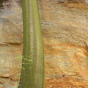 Czechia - climbing in the Elbe Sandstone 63