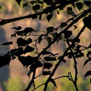 Czechia - climbing in the Elbe Sandstone 72