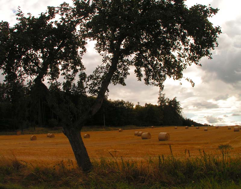 Czechia - Hřiměždice 11