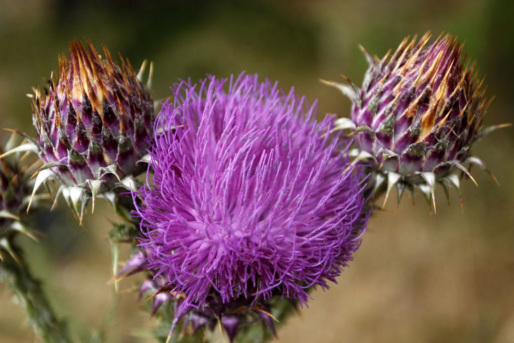 Corsica in detail