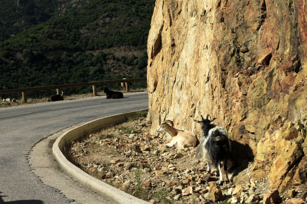 Goats on the narrow road