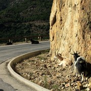 Goats on the narrow road