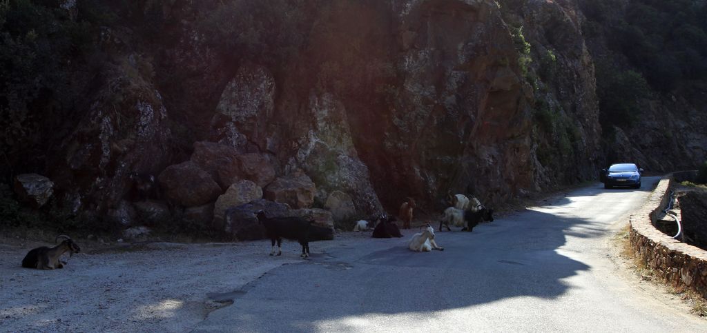 Goats on the road