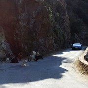 Goats on the road