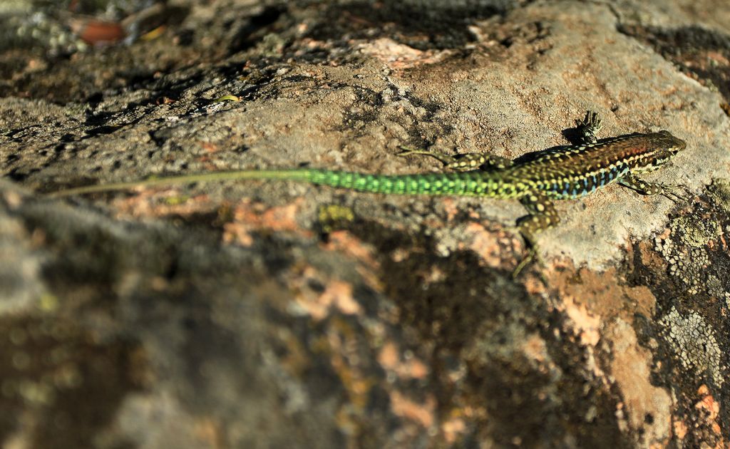 Little Corsican lizzard