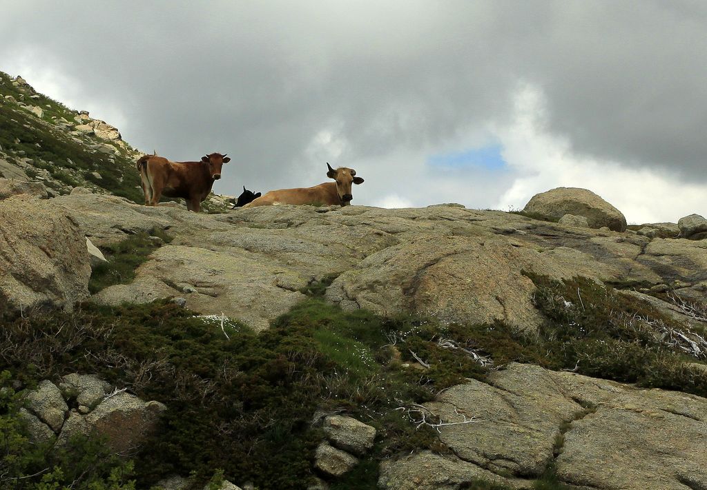 Cows below Monte Rotondo