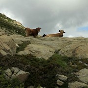 Cows below Monte Rotondo
