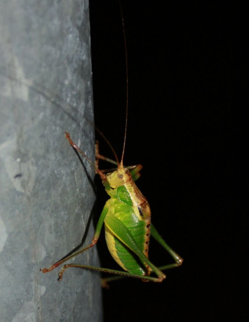 Corsican cicada