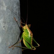 Corsican cicada