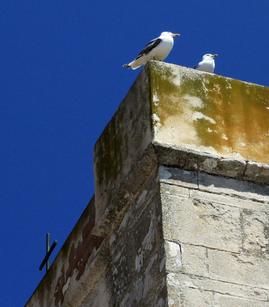 Corsican seagulls