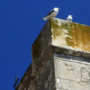 Corsican seagulls