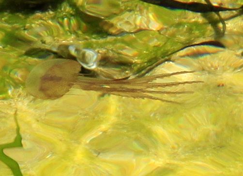 Corsican jelly fish