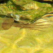 Corsican jelly fish