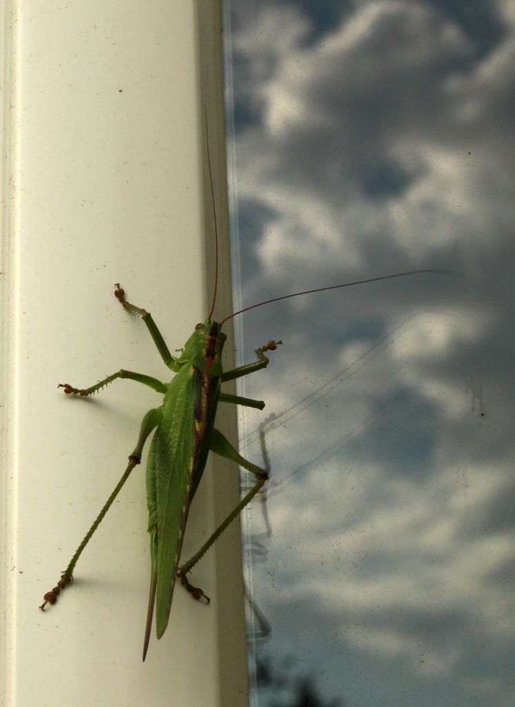 Corsican cicada 02