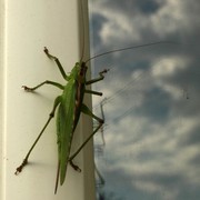 Corsican cicada 02