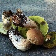 Kaitersberg - mushrooms gathering 01