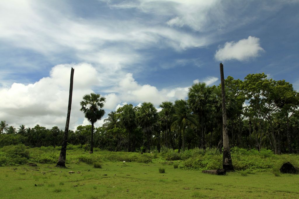 Sri Lanka - Kalkudah bay - palms without a top after tsunami hit