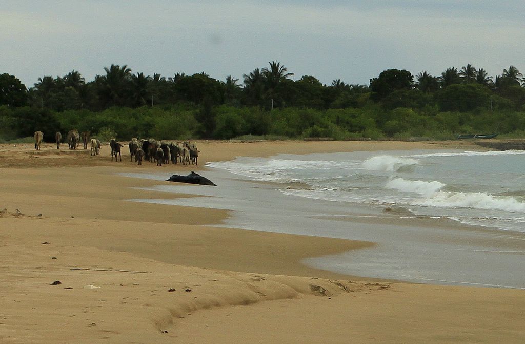 Sri Lanka - cows in Kalkudah bay