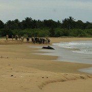 Sri Lanka - cows in Kalkudah bay