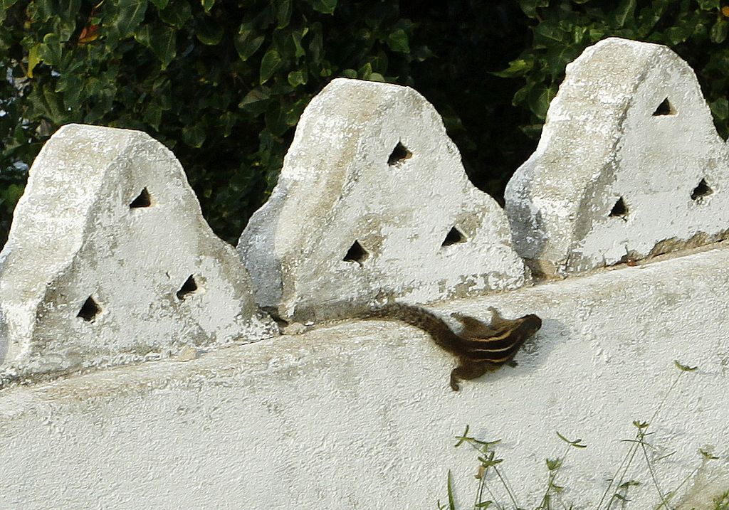 Sri Lanka - Palm Squirrel