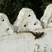 Sri Lanka - Palm Squirrel