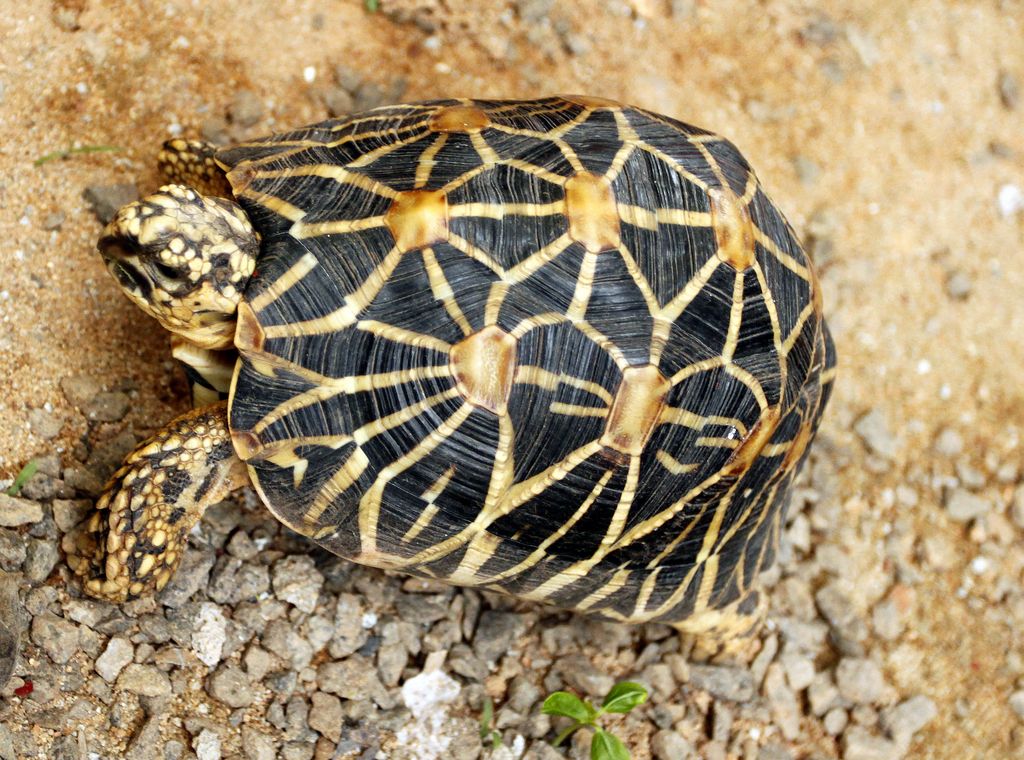 Sri Lanka - a turtle