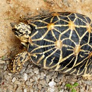 Sri Lanka - a turtle