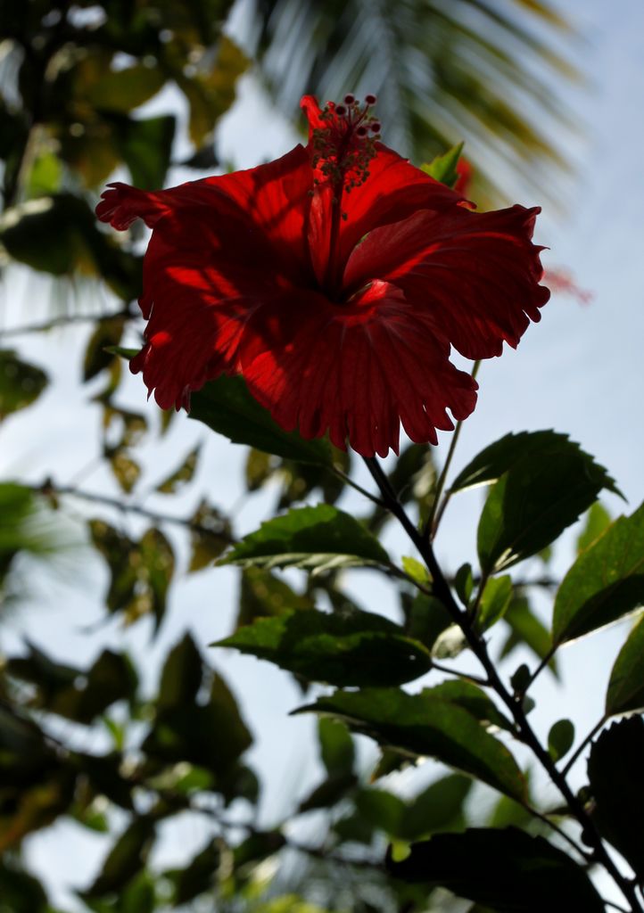 Sri Lanka - a hibiscus flower