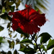 Sri Lanka - a hibiscus flower