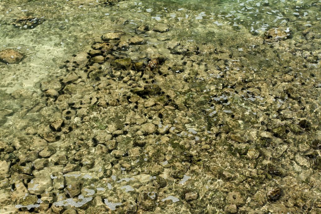 Sri Lanka - Mirissa - sea hedgehogs