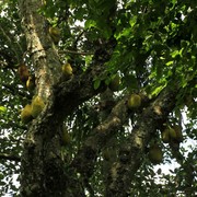 Sri Lanka - a durian tree