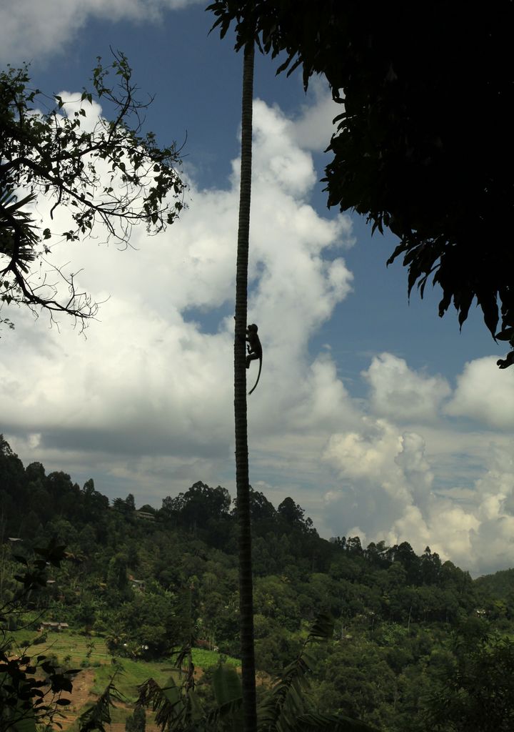 Sri Lanka - a climbing monkey in Ella