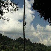 Sri Lanka - a climbing monkey in Ella