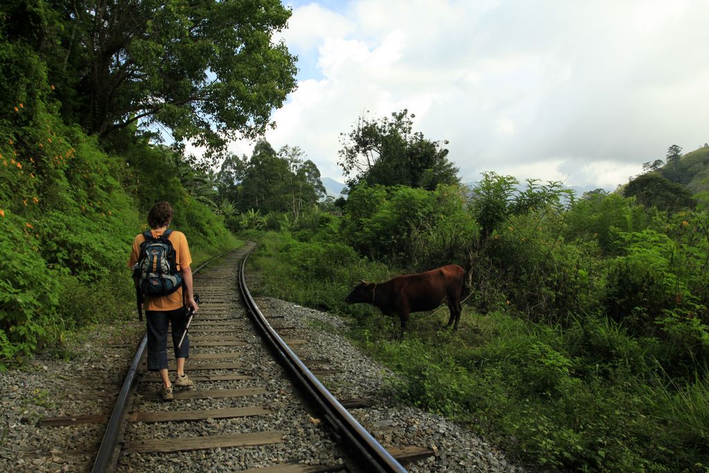 Sri Lanka - Brano and a cow :)