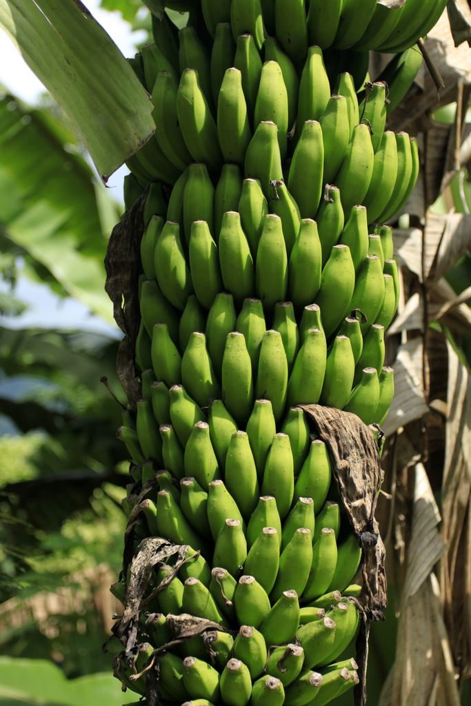 Sri Lanka bananas