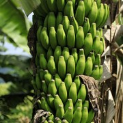 Sri Lanka bananas