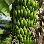 Sri Lanka bananas