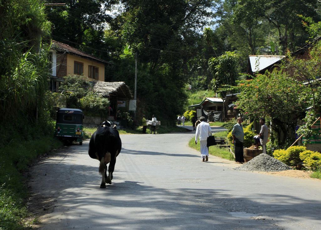 Sri Lanka - in the streets of Ella