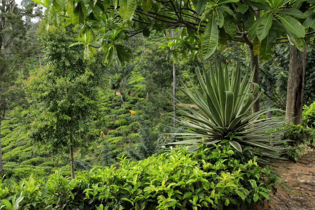 Sri Lanka - a trek to Little Adam's Peak