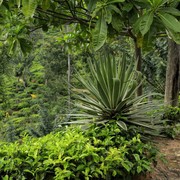 Sri Lanka - a trek to Little Adam's Peak