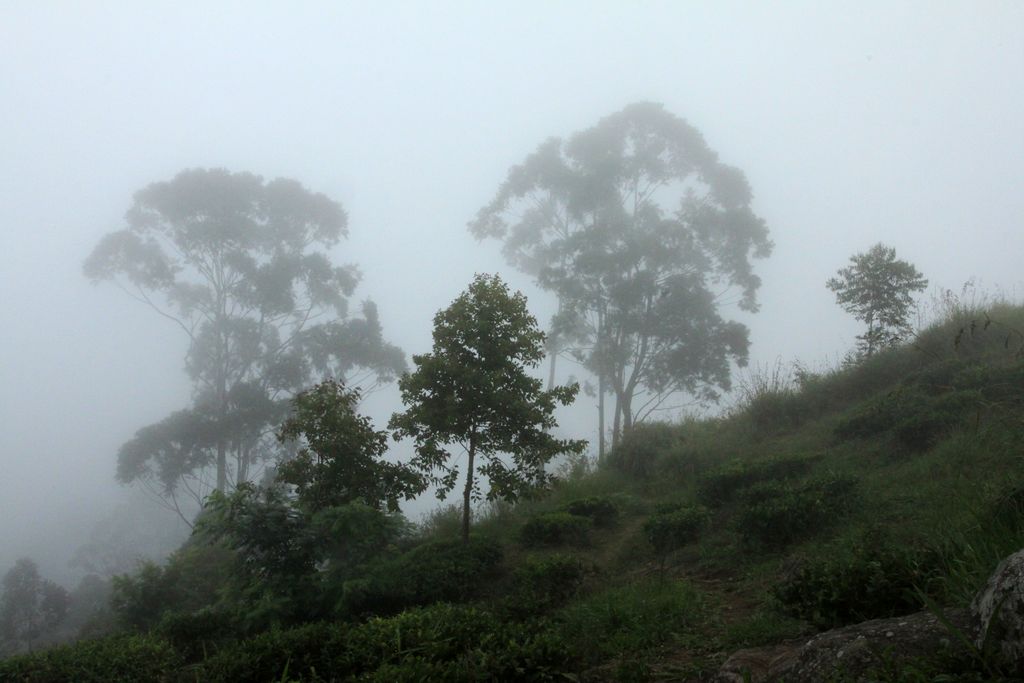 Sri Lanka - Little Adam's Peak