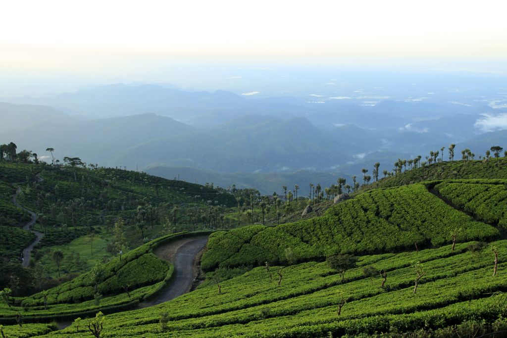 Sri Lanka - Haputale tea plantations 01