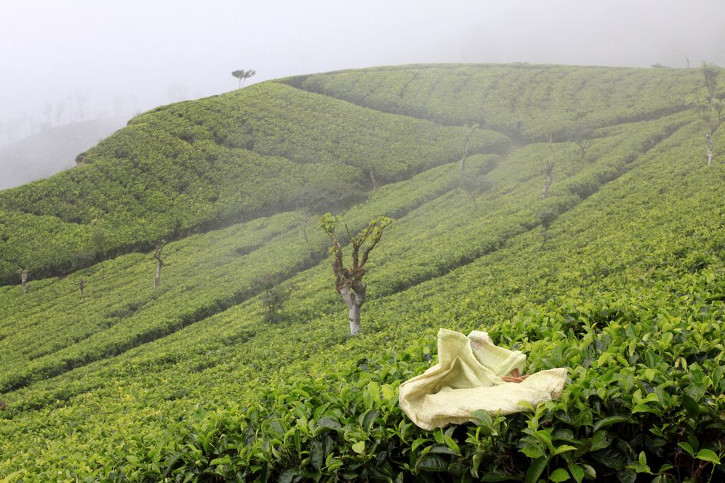 Sri Lanka - Haputale tea plantations 02